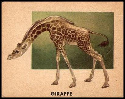 135 Giraffe